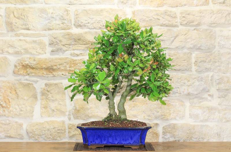 2 - Bonsai di Quercia - Leccio (87)