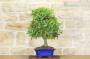 3 - Bonsai di Quercia - Leccio (87)