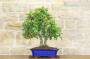 4 - Bonsai di Quercia - Leccio (87)