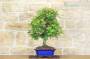 5 - Bonsai di Quercia - Leccio (87)