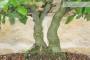 6 - Bonsai di Quercia - Leccio (87)