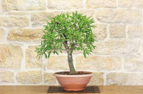2 - Pre bonsai yamadori di Mandorlo (2)