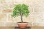 2 - Pre bonsai yamadori di Mandorlo (2)
