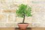 3 - Pre bonsai yamadori di Mandorlo (2)