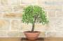 4 - Pre bonsai yamadori di Mandorlo (2)