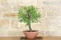5 - Pre bonsai yamadori di Mandorlo (2)