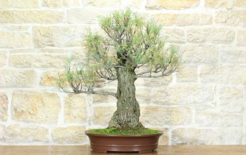 2 - Bonsai di Tamerice (4)