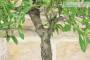 7 - Pre bonsai yamadori di Mandorlo (2)