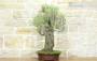 3 - Bonsai di Tamerice (4)