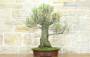 4 - Bonsai di Tamerice (4)