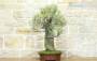 5 - Bonsai di Tamerice (4)
