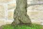 7 - Bonsai di Tamerice (4)