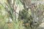 8 - Bonsai di Tamerice (4)