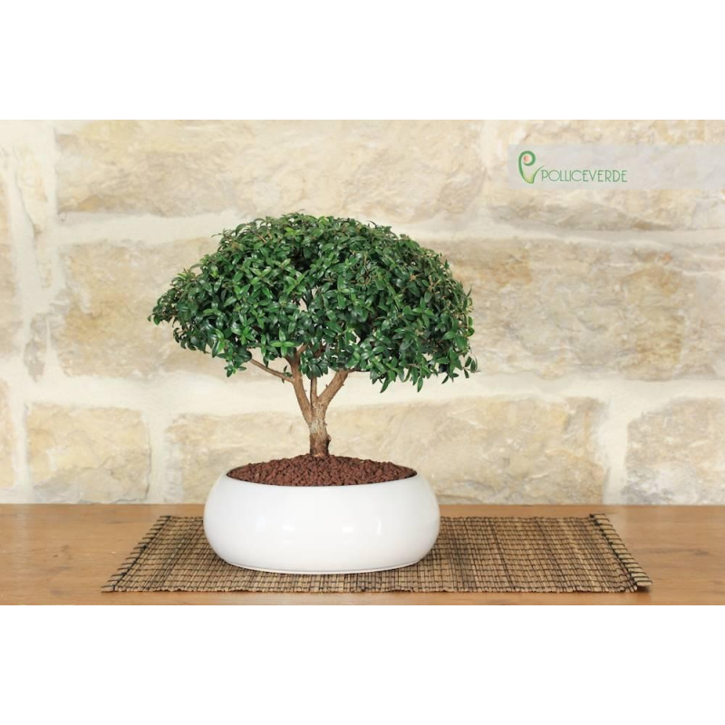 Myrtle bonsai in low bowl