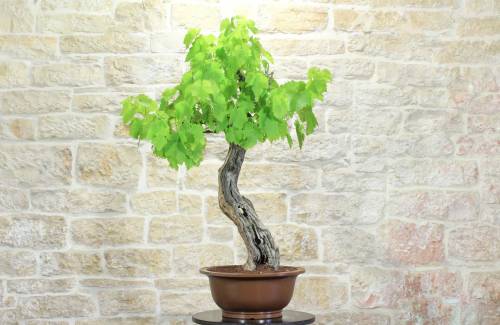 2 - Bonsai di Vite (60)