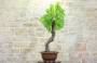 3 - Bonsai di Vite (60)