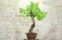 4 - Bonsai di Vite (60)