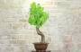 5 - Bonsai di Vite (60)
