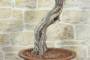 7 - Bonsai di Vite (60)