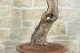 8 - Bonsai di Vite (60)