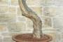 9 - Bonsai di Vite (60)