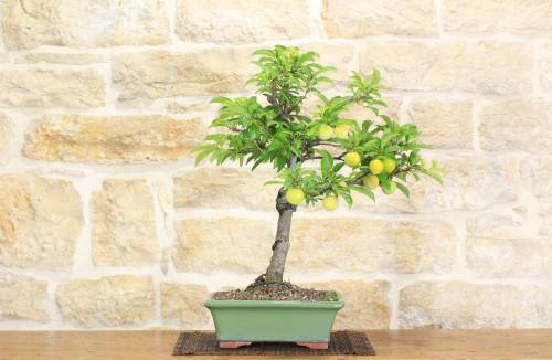 2 - Bonsai di Prugna Gialla (15)