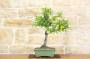 2 - Bonsai di Prugna Gialla (15)