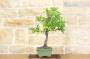 3 - Bonsai di Prugna Gialla (15)