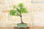 4 - Bonsai di Prugna Gialla (15)