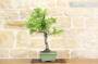 5 - Bonsai di Prugna Gialla (15)
