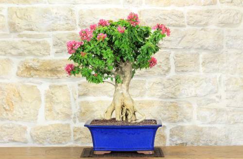 2 - Bonsai di Bougainvillea Mini Thai (29)