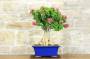 4 - Bonsai di Bougainvillea Mini Thai (29)