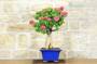 5 - Bonsai di Bougainvillea Mini Thai (29)
