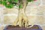 6 - Bonsai di Bougainvillea Mini Thai (29)