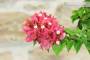 7 - Bonsai di Bougainvillea Mini Thai (29)