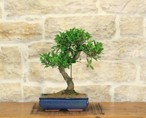 2 - Bonsai Ficus Retusa in vaso cm. 30