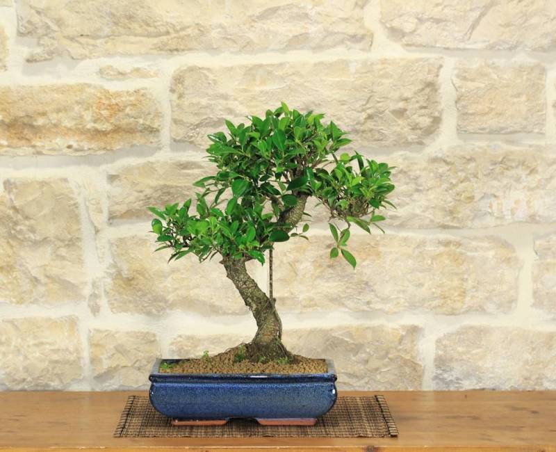 2 - Bonsai Ficus Retusa in vaso cm. 30