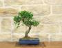 3 - Bonsai Ficus Retusa in vaso cm. 30