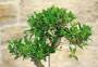 4 - Bonsai Ficus Retusa in vaso cm. 30
