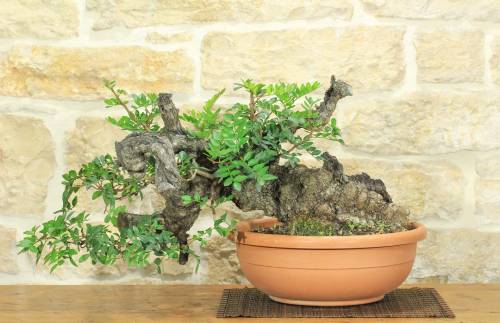 2 - Pre bonsai yamadori di Lentisco (3)