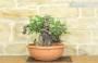 3 - Pre bonsai yamadori di Lentisco (3)