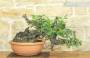 4 - Pre bonsai yamadori di Lentisco (3)