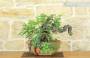 5 - Pre bonsai yamadori di Lentisco (3)