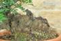 6 - Pre bonsai yamadori di Lentisco (3)