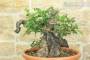 7 - Pre bonsai yamadori di Lentisco (3)