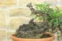 8 - Pre bonsai yamadori di Lentisco (3)