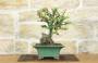 2 - Bonsai di Cotogno Giapponese (18).