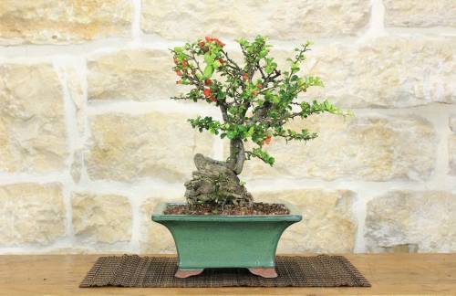 2 - Bonsai di Cotogno Giapponese (18).
