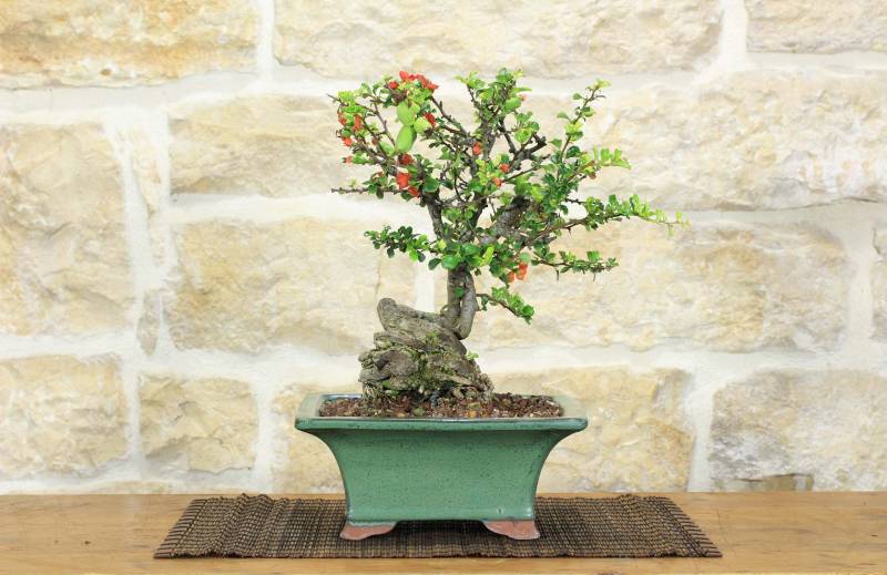2 - Bonsai di Cotogno Giapponese (18).