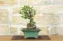 3 - Bonsai di Cotogno Giapponese (18).